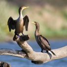 Cormorant x2 on a Log