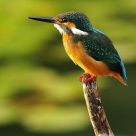 Common Kingfishers