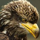 Bald Eagle in the rain.