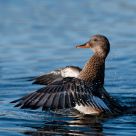 Gadwall