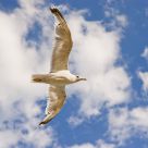 Seagull