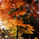 Maple Trees