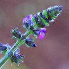 A flower close-up
