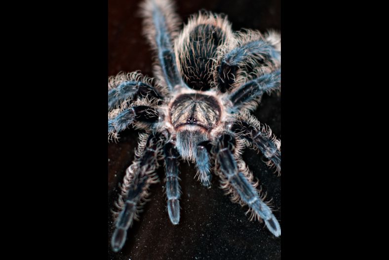 Blue Tarantula
