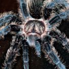 Blue Tarantula