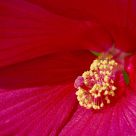 Red hybiscus
