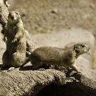 Prairie Dogs