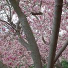 Springtime In Princeton