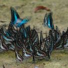 A Flutter of Wings