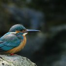 Wildlife - Kingfisher