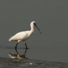 Black faced spoonbill