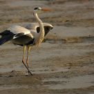 Grey Heron