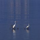 Egrets