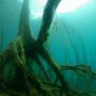 Sunken Forest