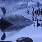 Heron