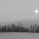 Winter Trees