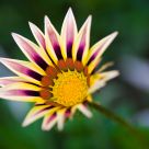 Reaching for the Sun