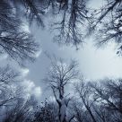 In The Snowy Birch Forest