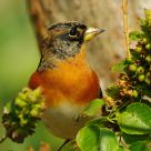 Brambling
