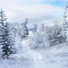 white winter