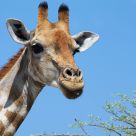 Giraffe