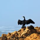 Cormorant
