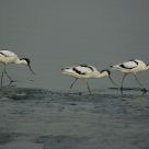 Pied Avocet