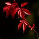 Autumn time