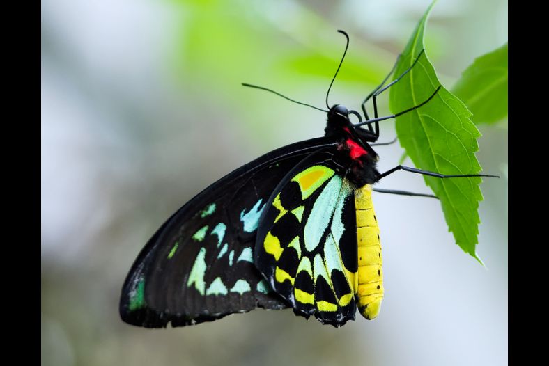 Cairns Birdwing