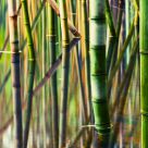 Bamboo Reflections