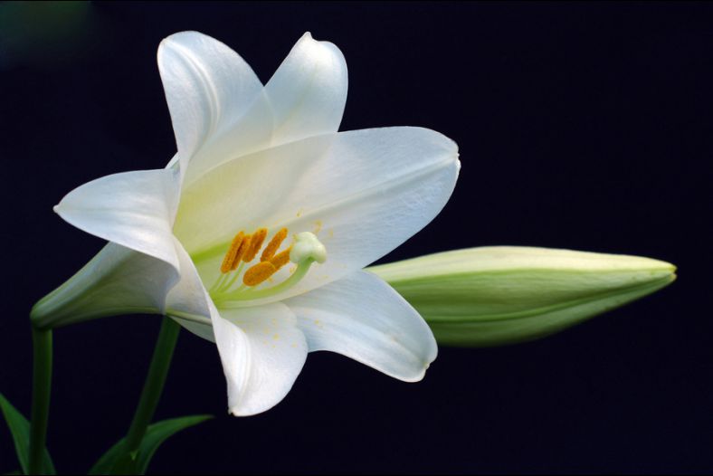 Easter Lily