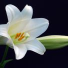 Easter Lily