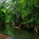 Crocodile Creek
