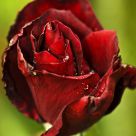 Autumn Red