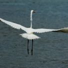 Great Egret wingspan