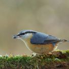 Sitta europaea 2