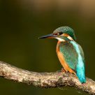 Kingfisher