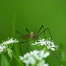 Macroscopic Alien