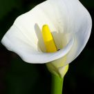 Calla