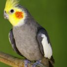 Cocorita