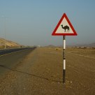 Attention camel!