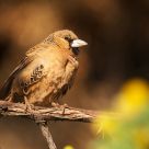 Social Weaver