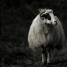 The Ram