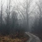 Morning Fog