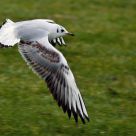 Seagull In Flight