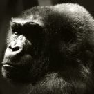 What is he thinking?