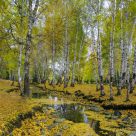 Stream in Fall