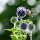 Hummy bokeh