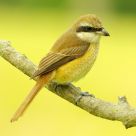 Brown Shrike