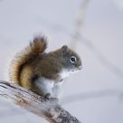 Baby Squirrel